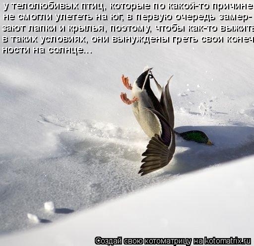у телолюбивых птиц, которые по какой-то причине не смогли улететь на юг, в первую очередь замер- заю... Котоматрица: у телолюбивых птиц, которые по какой-то причине не смогли улететь на юг, в первую очередь замер- зают лапки и крылья, поэтому, чтобы как-то вы