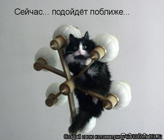 Сейчас... подойдёт поближе...... Котоматрица: Сейчас... подойдёт поближе...