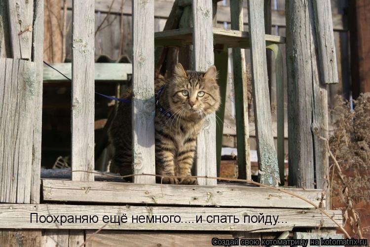 Поохраняю ещё немного....и спать пойду...... Котоматрица: Поохраняю ещё немного....и спать пойду...