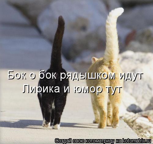 Бок о бок рядышком идут Лирика и юмор тут... Котоматрица: Бок о бок рядышком идут Лирика и юмор тут