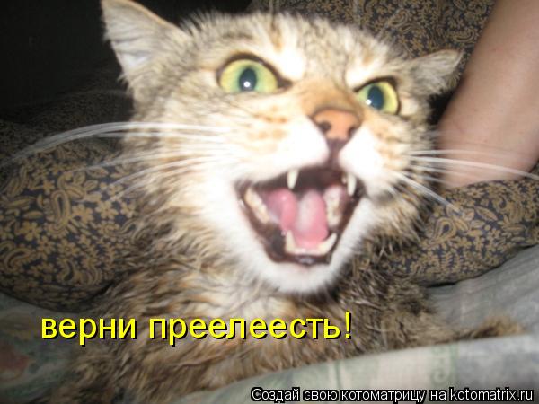 верни преелеесть!... Котоматрица: верни преелеесть!