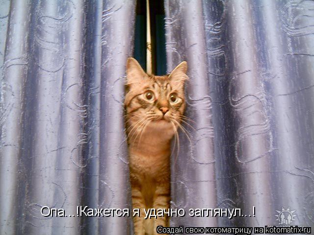 Опа...!Кажется я удачно заглянул...!... Котоматрица: Опа...!Кажется я удачно заглянул...!