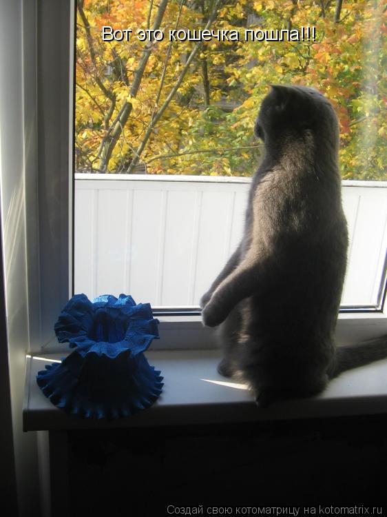 Вот это кошечка пошла!!!... Котоматрица: Вот это кошечка пошла!!!