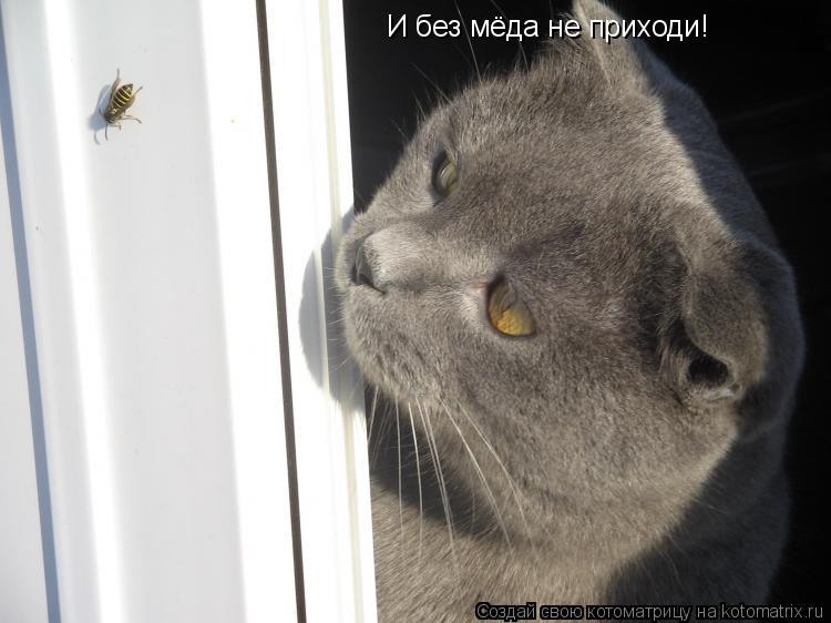 И без мёда не приходи!... Котоматрица: И без мёда не приходи!