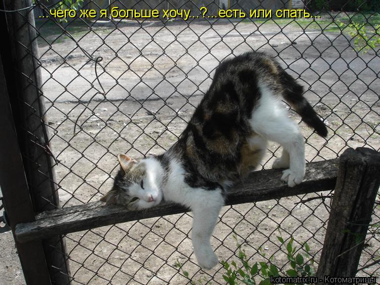 ...чего же я больше хочу...?...есть или спать...... Котоматрица: ...чего же я больше хочу...?...есть или спать...