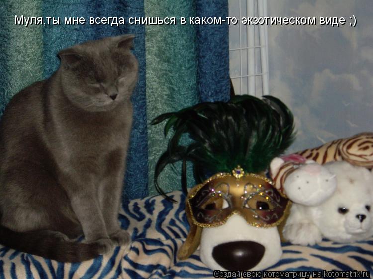 Муля,ты мне всегда снишься в каком-то экзотическом виде ;)... Котоматрица: Муля,ты мне всегда снишься в каком-то экзотическом виде ;)