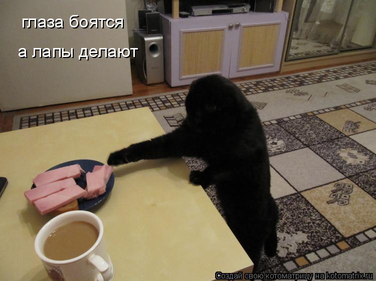 глаза боятся а лапы делают... Котоматрица: глаза боятся а лапы делают