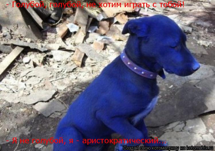 - Голубой, голубой, не хотим играть с тобой! - Я не голубой, я - аристократический...... Котоматрица: - Голубой, голубой, не хотим играть с тобой! - Я не голубой, я - аристократический...