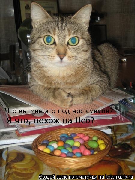 Что вы мне это под нос сунули? Я что, похож на Нео?... Котоматрица: Что вы мне это под нос сунули? Я что, похож на Нео?