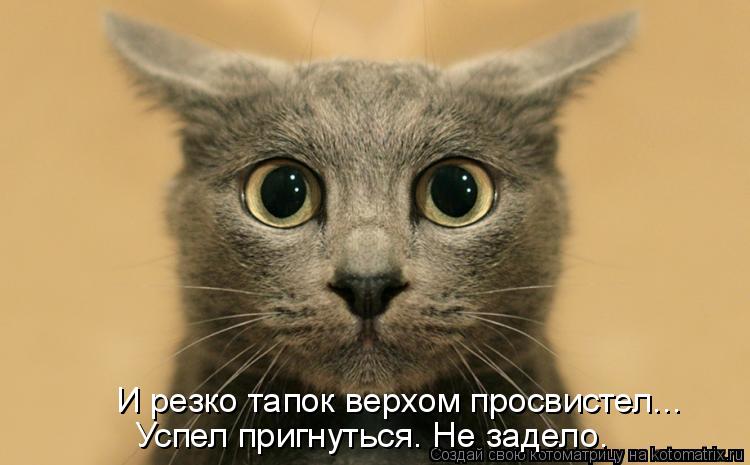 Успел пригнуться. Не задело. И резко тапок верхом просвистел...... Котоматрица: Успел пригнуться. Не задело. И резко тапок верхом просвистел...