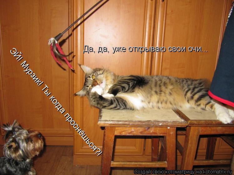 ЭЙ! Мурзик! Ты когда проснёшься?! Да, да, уже открываю свои очи...... Котоматрица: ЭЙ! Мурзик! Ты когда проснёшься?! Да, да, уже открываю свои очи...