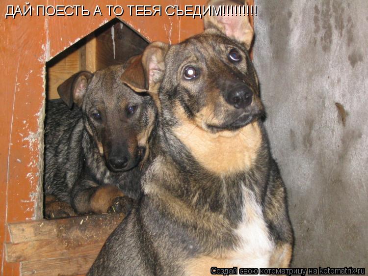 ДАЙ ПОЕСТЬ А ТО ТЕБЯ СЪЕДИМ!!!!!!!!! ДАЙ ПОЕСТЬ А ТО ТЕБЯ СЪЕДИМ!!!!!!!!!... Котоматрица: ДАЙ ПОЕСТЬ А ТО ТЕБЯ СЪЕДИМ!!!!!!!!! ДАЙ ПОЕСТЬ А ТО ТЕБЯ СЪЕДИМ!!!!!!!!!