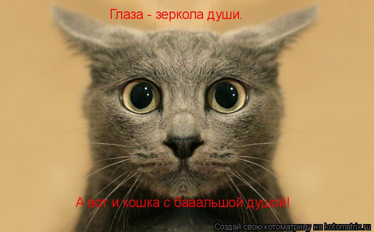 Глаза - зеркола души. А вот и кошка с бааальшой душой!... Котоматрица: Глаза - зеркола души. А вот и кошка с бааальшой душой!