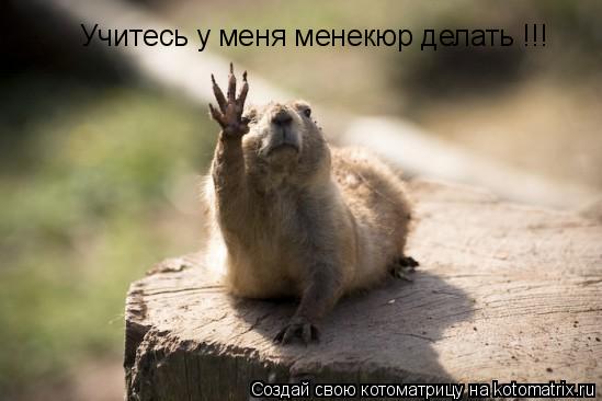 Учитесь у меня менекюр делать !!!... Котоматрица: Учитесь у меня менекюр делать !!!