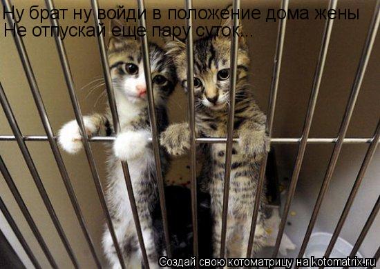 Ну брат ну войди в положение дома жены Не отпускай еще пару суток...... Котоматрица: Ну брат ну войди в положение дома жены Не отпускай еще пару суток...