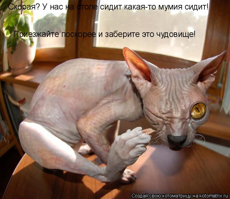 Приезжайте поскорее и заберите это чудовище! Скорая? У нас на столе сидит какая-то мумия сидит!... Котоматрица: Приезжайте поскорее и заберите это чудовище! Скорая? У нас на столе сидит какая-то мумия сидит!