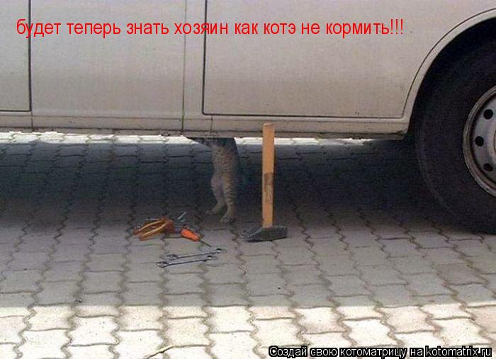 будет теперь знать хозяин как котэ не кормить!!!... Котоматрица: будет теперь знать хозяин как котэ не кормить!!!