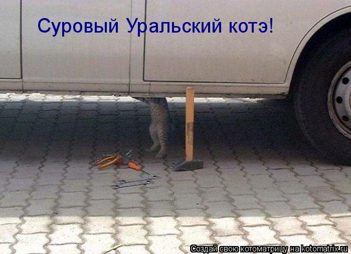 Суровый Уральский котэ!... Котоматрица: Суровый Уральский котэ!