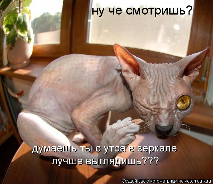 ну че смотришь? думаешь ты с утра в зеркале лучше выглядишь???... Котоматрица: ну че смотришь? думаешь ты с утра в зеркале лучше выглядишь???