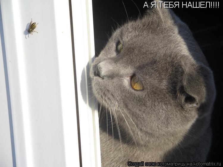 А Я ТЕБЯ НАШЕЛ!!!! А Я ТЕБЯ НАШЕЛ!!!!... Котоматрица: А Я ТЕБЯ НАШЕЛ!!!! А Я ТЕБЯ НАШЕЛ!!!!