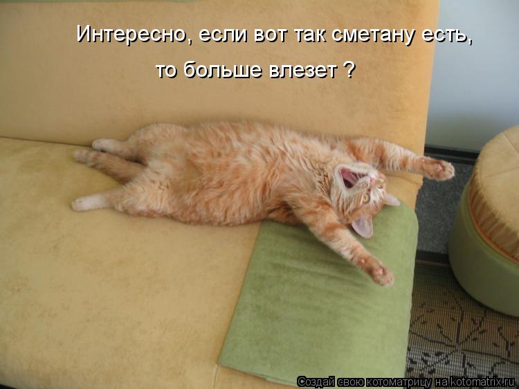 Интересно, если вот так сметану есть, то больше влезет ?... Котоматрица: Интересно, если вот так сметану есть, то больше влезет ?