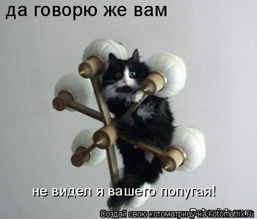 да говорю же вам не видел я вашего попугая!... Котоматрица: да говорю же вам не видел я вашего попугая!