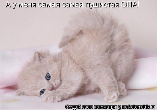 А у меня самая самая пушистая ОПА!... Котоматрица: А у меня самая самая пушистая ОПА!