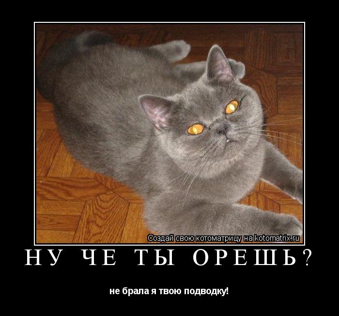 ну че ты орешь? не брала я твою подводку!... Котоматрица: ну че ты орешь? не брала я твою подводку!