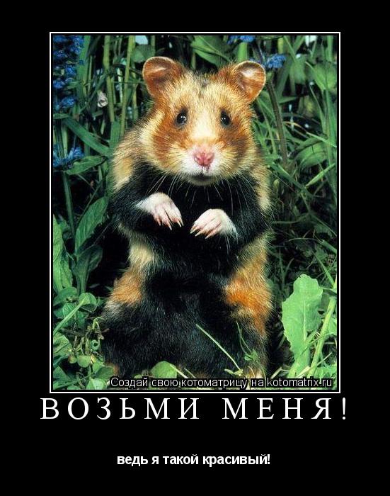 Возьми меня! ведь я такой красивый!... Котоматрица: Возьми меня! ведь я такой красивый!