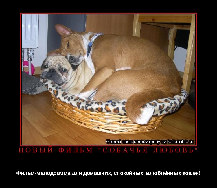 Новый Фильм "Собачья Любовь" Фильм-мелодрамма для домашних, спокойных, влюблённых кошек!... Котоматрица: Новый Фильм "Собачья Любовь" Фильм-мелодрамма для домашних, спокойных, влюблённых кошек!