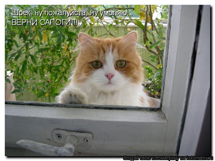 Шрек, ну пожалуйста, ну умоляю... ВЕРНИ САПОГИ!!!... Котоматрица: Шрек, ну пожалуйста, ну умоляю... ВЕРНИ САПОГИ!!!