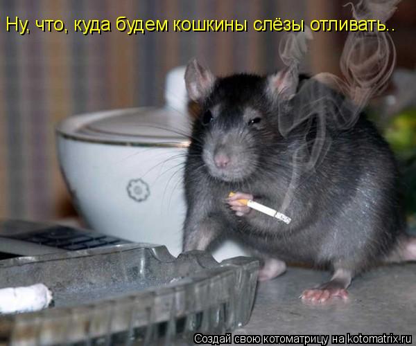 Ну, что, куда будем кошкины слёзы отливать..... Котоматрица: Ну, что, куда будем кошкины слёзы отливать..
