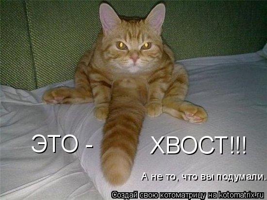 ЭТО - ХВОСТ!!! А не то, что вы подумали.... Котоматрица: ЭТО - ХВОСТ!!! А не то, что вы подумали.