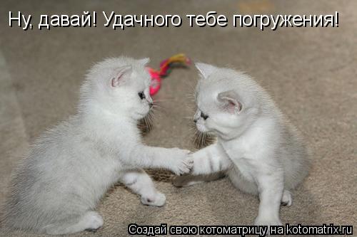 Ну, давай! Удачного тебе погружения!... Котоматрица: Ну, давай! Удачного тебе погружения!
