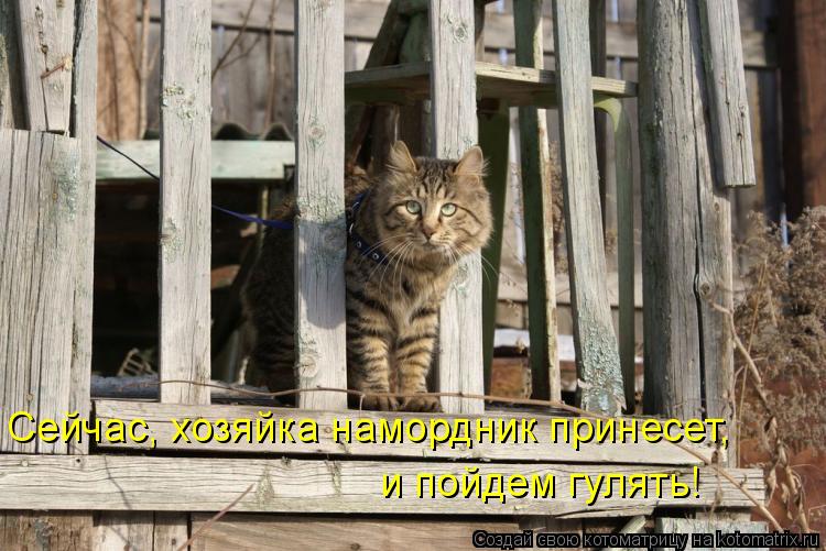 Сейчас, хозяйка намордник принесет, и пойдем гулять!... Котоматрица: Сейчас, хозяйка намордник принесет, и пойдем гулять!