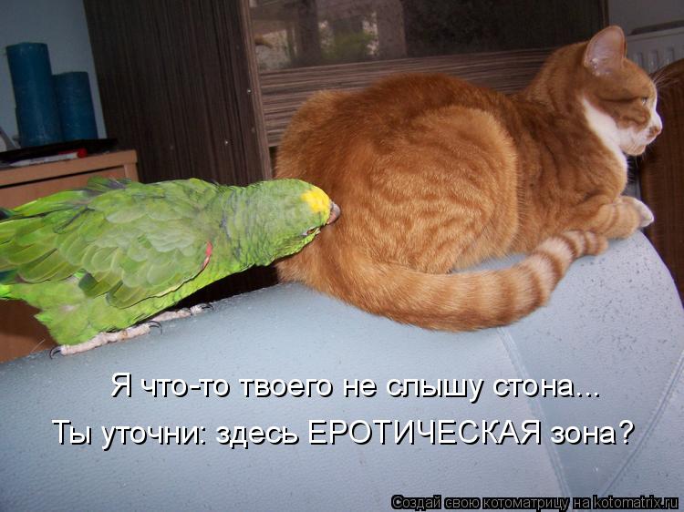 Котоматрица: Я что-то твоего не слышу стона... Ты уточни: здесь ЕРОТИЧЕСКАЯ зона?