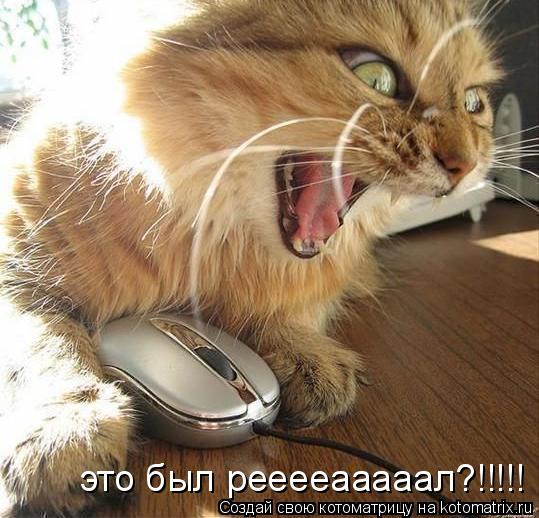 это был рееееааааал?!!!!!... Котоматрица: это был рееееааааал?!!!!!