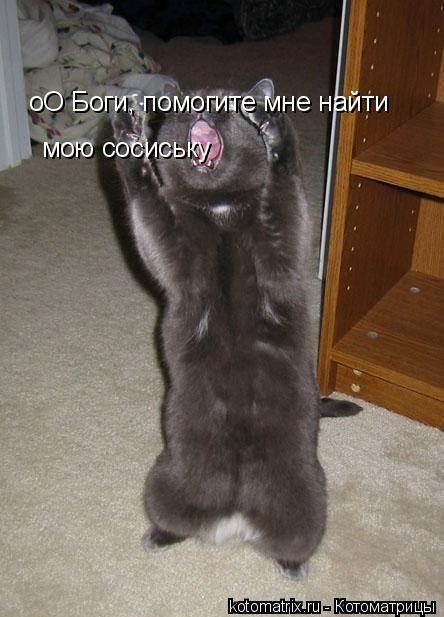 оО Боги, помогите мне найти мою сосиську... Котоматрица: оО Боги, помогите мне найти мою сосиську