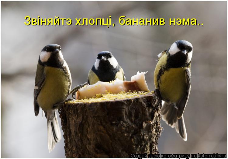 Звiняйтэ хлопцi, бананив нэма..... Котоматрица: Звiняйтэ хлопцi, бананив нэма..