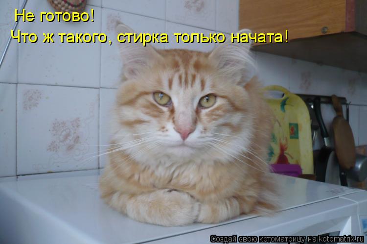 Не готово! Что ж такого, стирка только начата!... Котоматрица: Не готово! Что ж такого, стирка только начата!