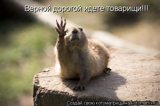 Верной дорогой идете товарищи!!!... Котоматрица: Верной дорогой идете товарищи!!!