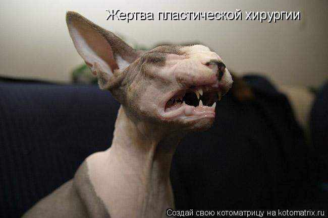 Жертва пластической хирургии... Котоматрица: Жертва пластической хирургии