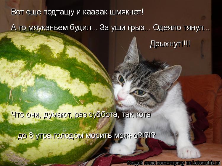 Вот еще подтащу и каааак шмякнет! А то мяуканьем будил... За уши грыз... Одеяло тянул... Дрыхнут!!!! ... Котоматрица: Вот еще подтащу и каааак шмякнет! А то мяуканьем будил... За уши грыз... Одеяло тянул... Дрыхнут!!!! Что они, думают, раз суббота, так кота до 8 утр