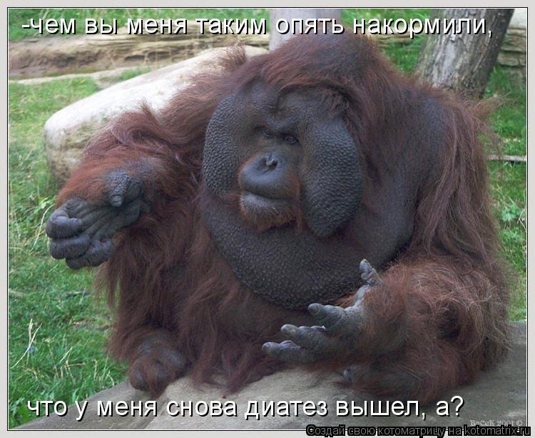 -чем вы меня таким опять накормили, что у меня снова диатез вышел, а?... Котоматрица: -чем вы меня таким опять накормили, что у меня снова диатез вышел, а?