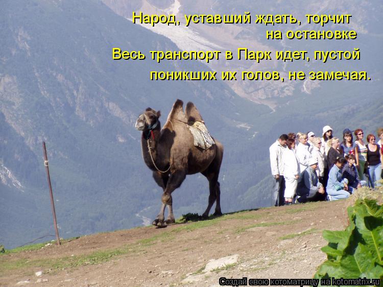 на остановке Весь транспорт в Парк идет, пустой поникших их голов, не замечая. Народ, уставший ждать,... Котоматрица: на остановке Весь транспорт в Парк идет, пустой поникших их голов, не замечая. Народ, уставший ждать, торчит