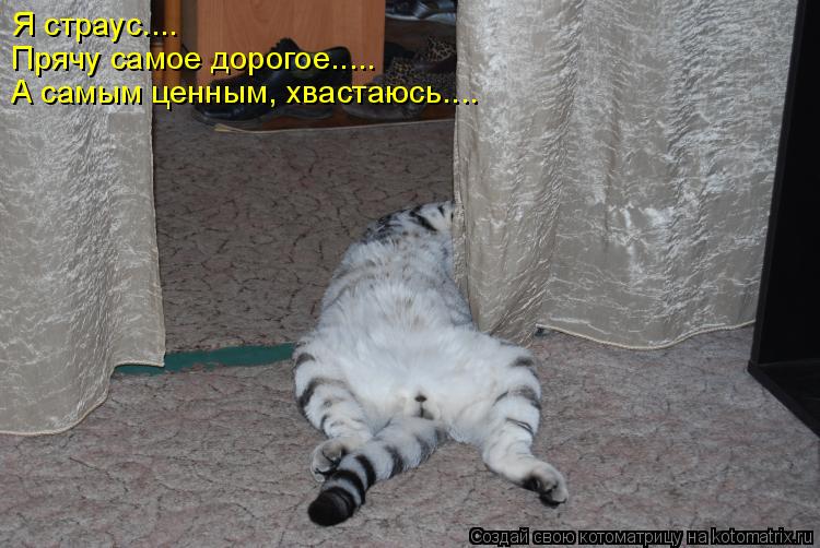 Я страус.... Прячу самое дорогое..... А самым ценным, хвастаюсь....... Котоматрица: Я страус.... Прячу самое дорогое..... А самым ценным, хвастаюсь....