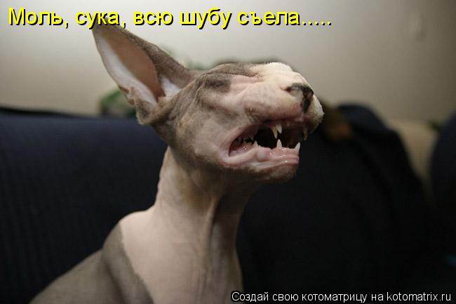 Моль, сука, всю шубу съела........ Котоматрица: Моль, сука, всю шубу съела.....