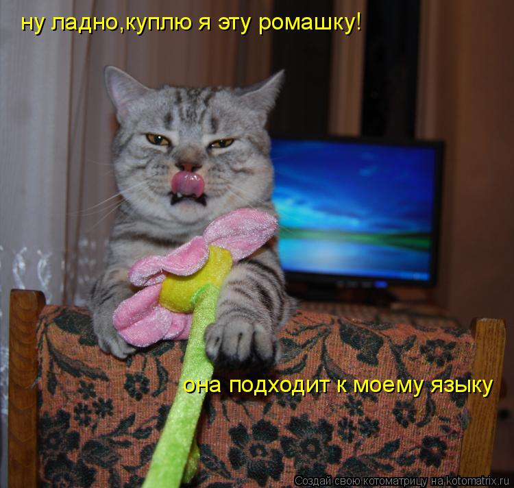 ну ладно,куплю я эту ромашку! она подходит к моему языку... Котоматрица: ну ладно,куплю я эту ромашку! она подходит к моему языку
