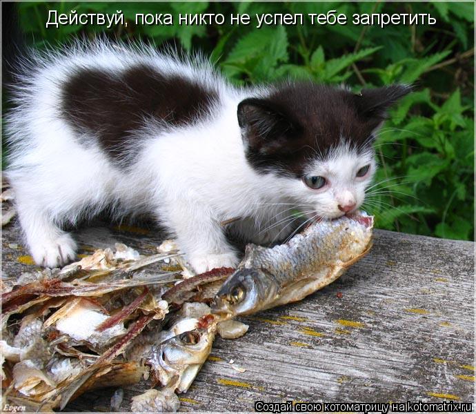 Действуй, пока никто не успел тебе запретить... Котоматрица: Действуй, пока никто не успел тебе запретить