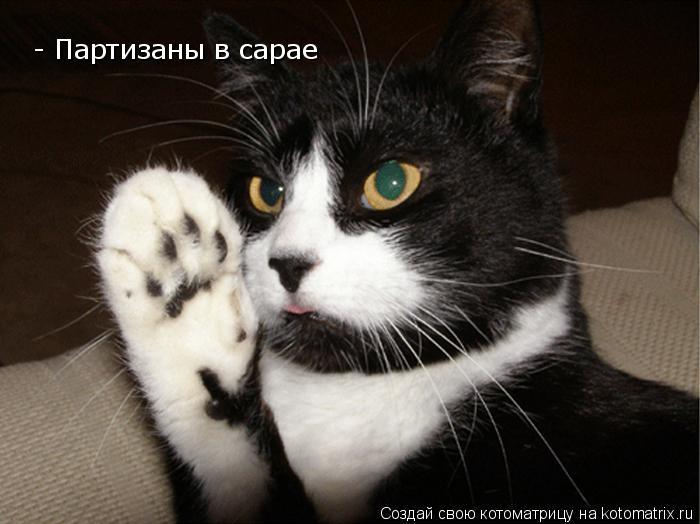 - Партизаны в сарае... Котоматрица: - Партизаны в сарае